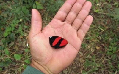 Jak długo są otwarte sklepy Biedronka w dni świąteczne?